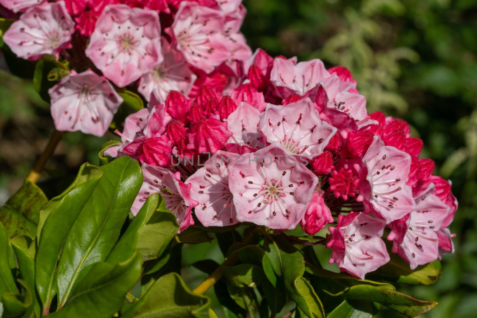 Mountain laurel (Kalmia latifolia), close up of the flower head