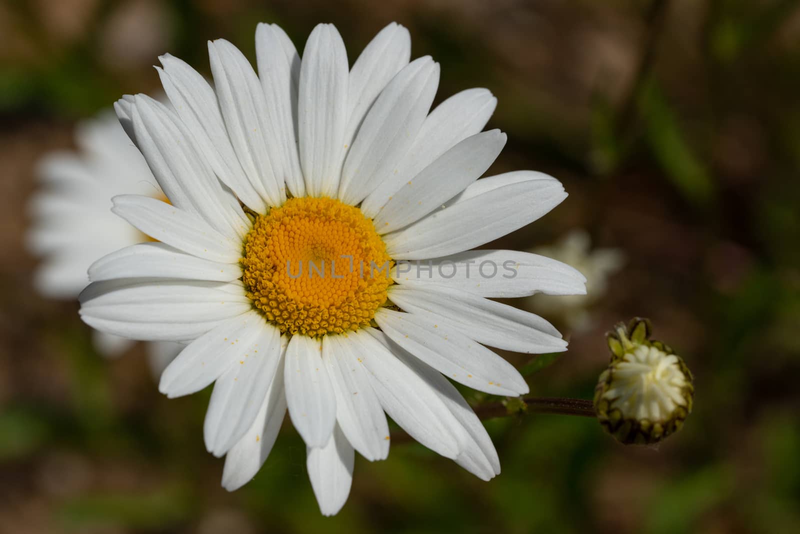 Common daisy (Leucanthemum vulgare), close up of the flower head