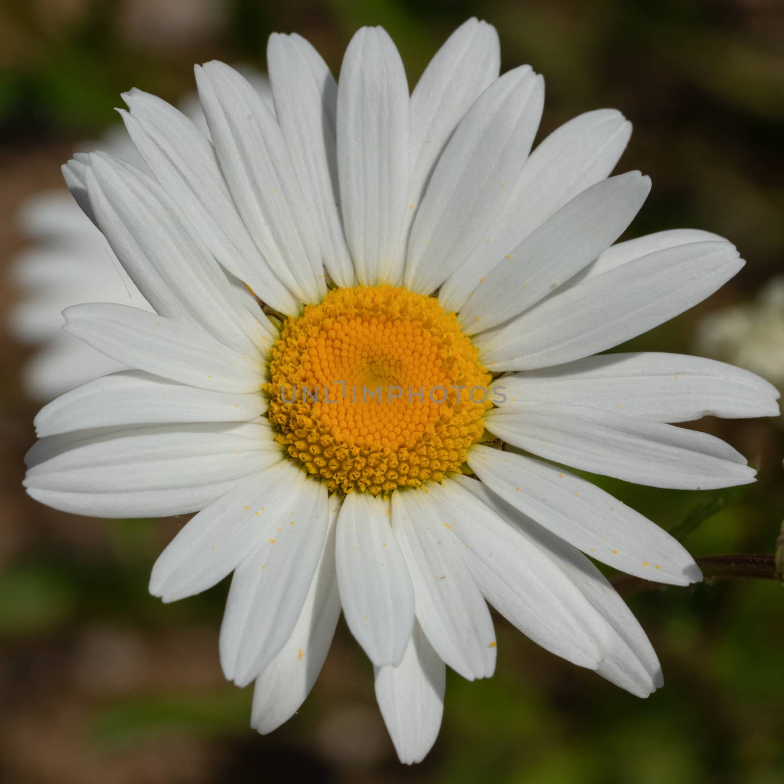 Common daisy, Leucanthemum vulgare by alfotokunst