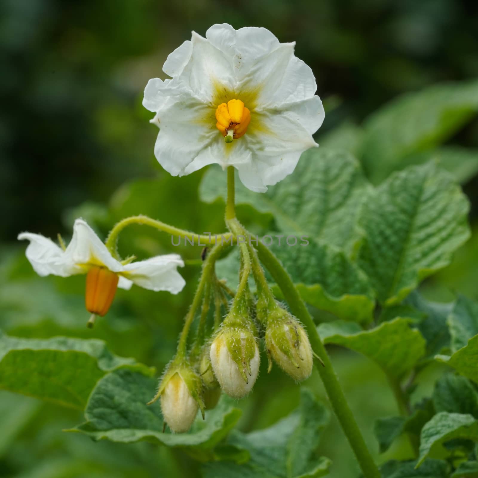 Potato, Solanum tuberosum by alfotokunst