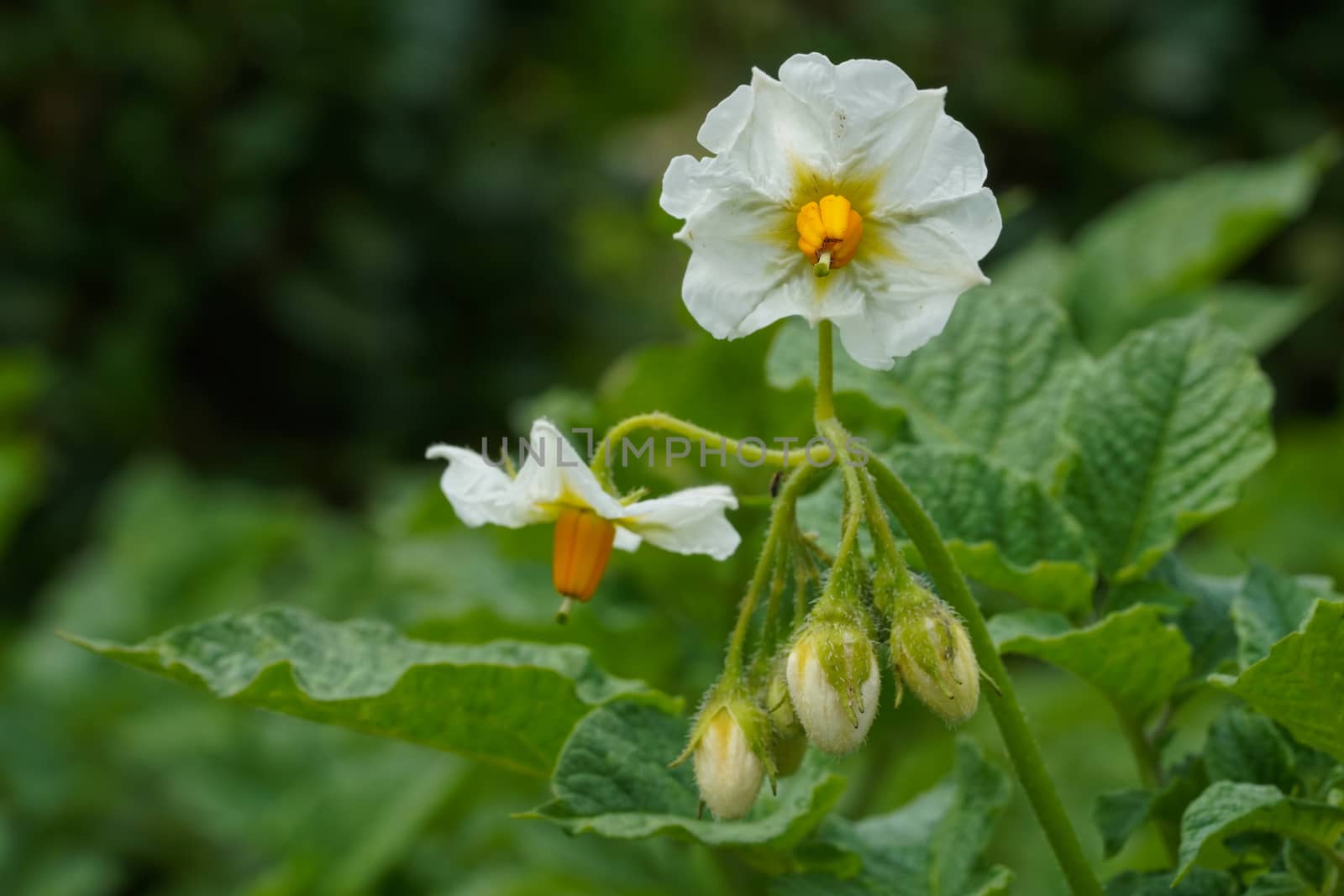 Blossom of potato plant (Solanum tuberosum)