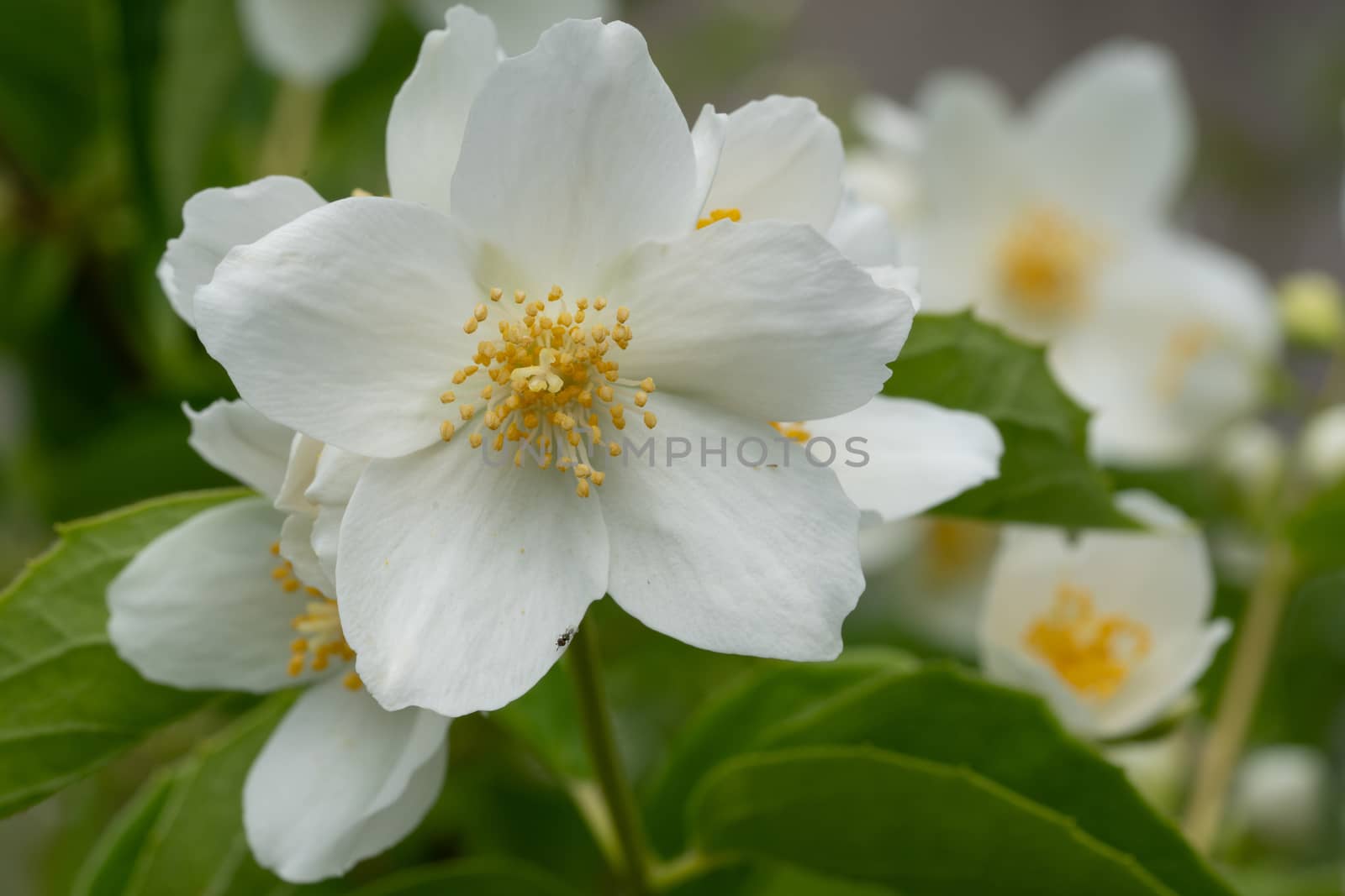 English dogwood (Philadelphus coronarius), close up of the flower head