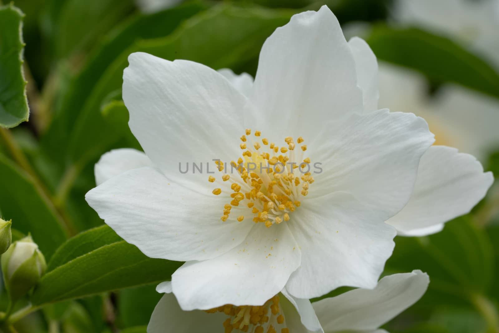 English dogwood (Philadelphus coronarius), close up of the flower head