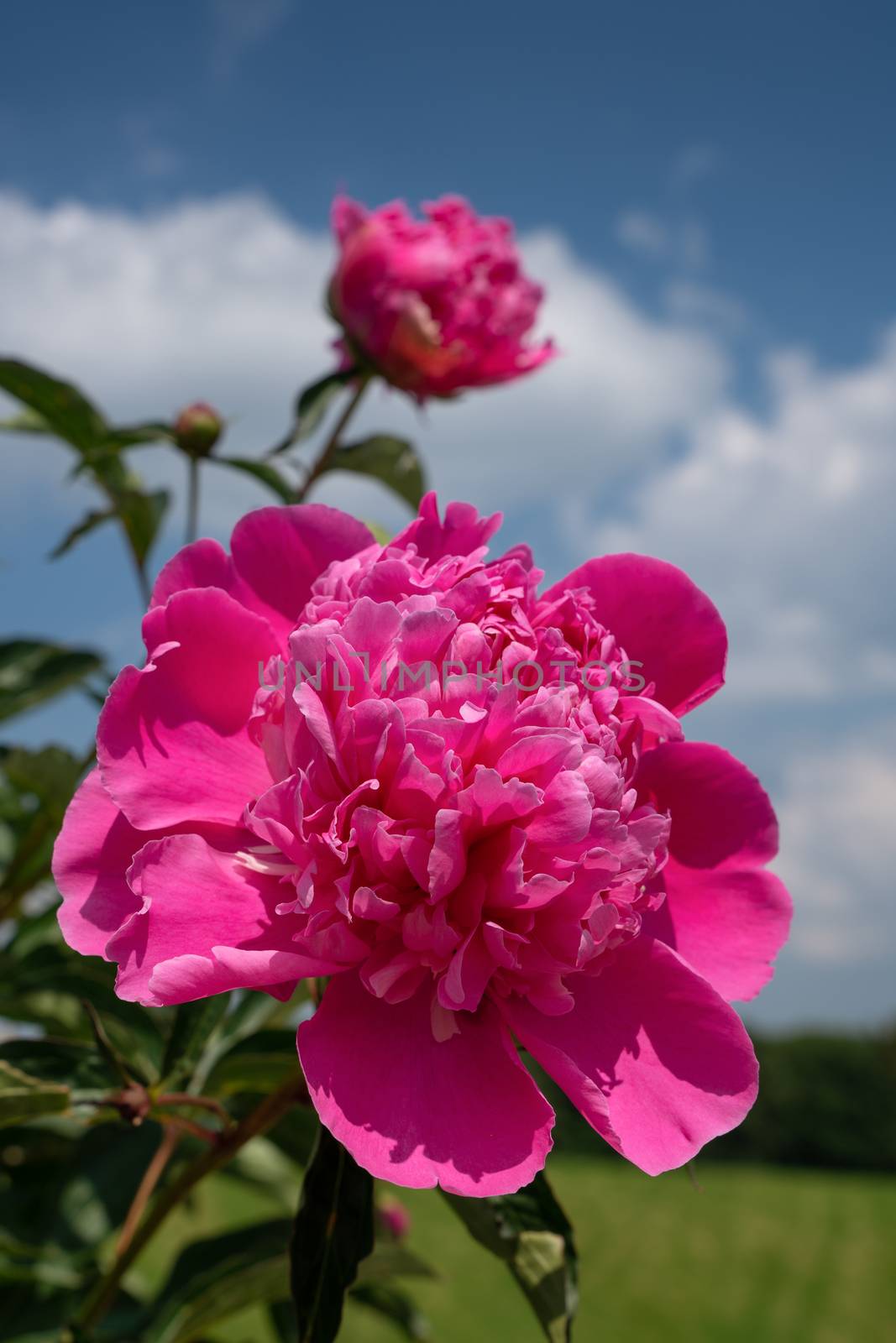 Peony (Paeonia lactiflora), flowers of summer