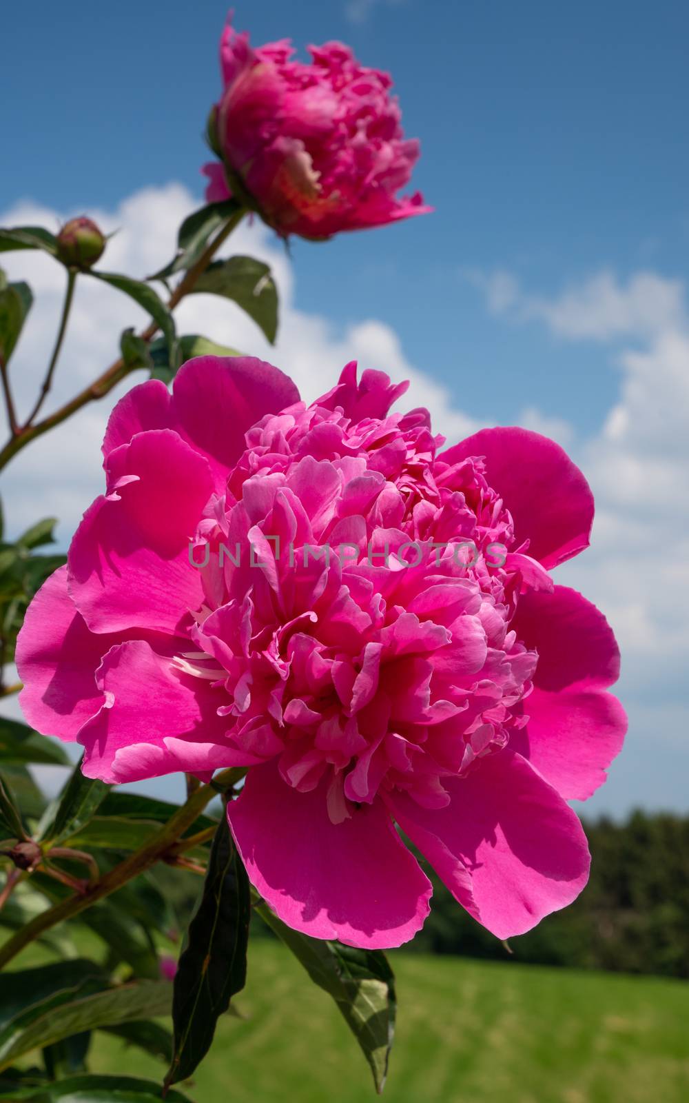 Peony (Paeonia lactiflora), flowers of summer