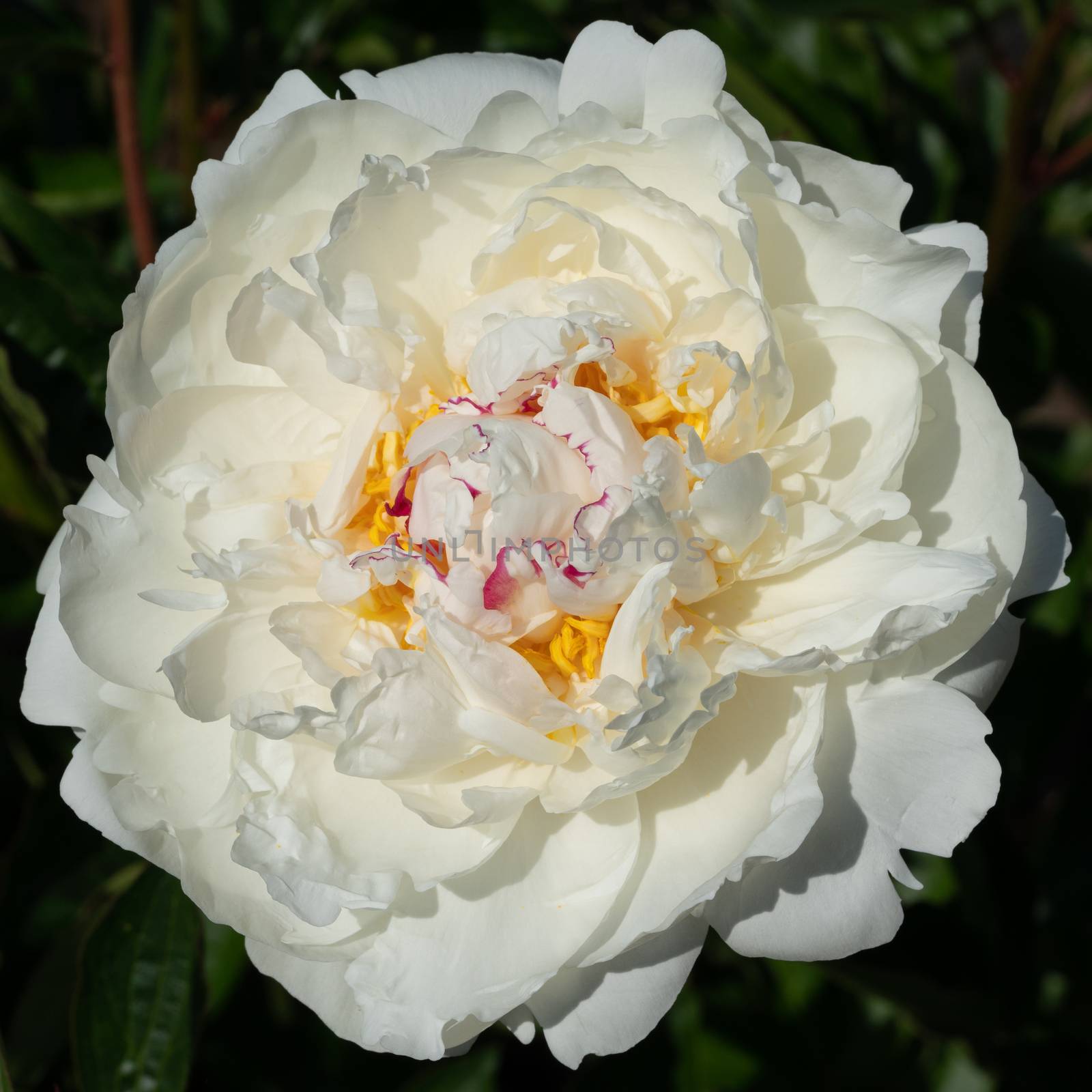 Peony (Paeonia lactiflora), flowers of summer