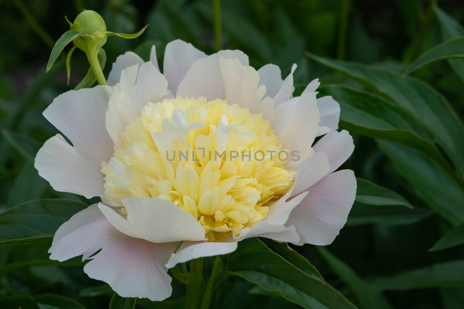 Peony (Paeonia lactiflora), flowers of summer