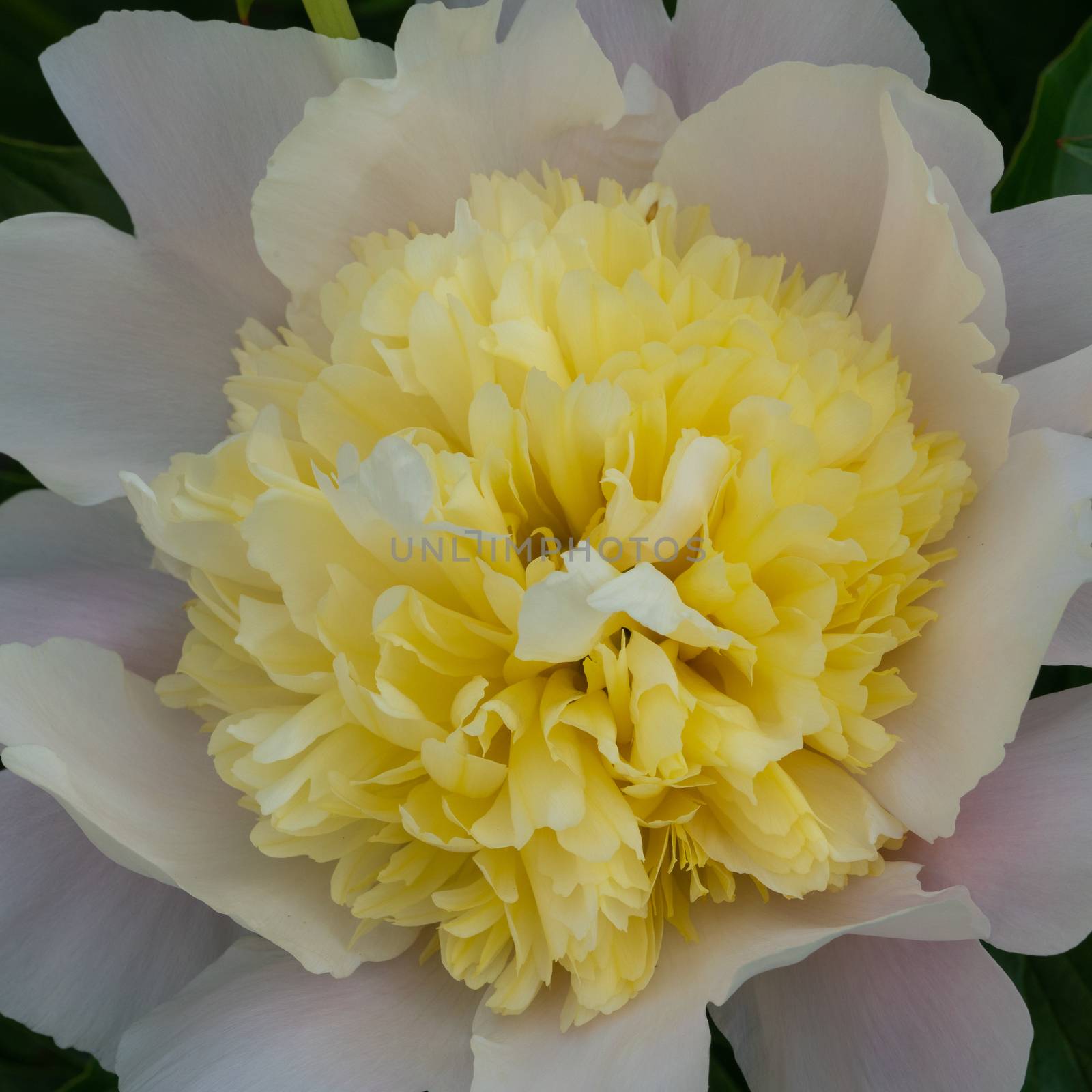 Peony, Paeonia by alfotokunst