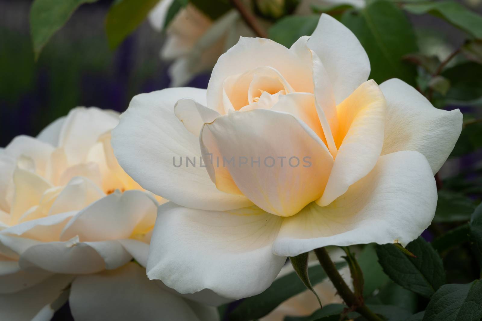 Lions Rose (Rosa fabulosa), close up of the flower head