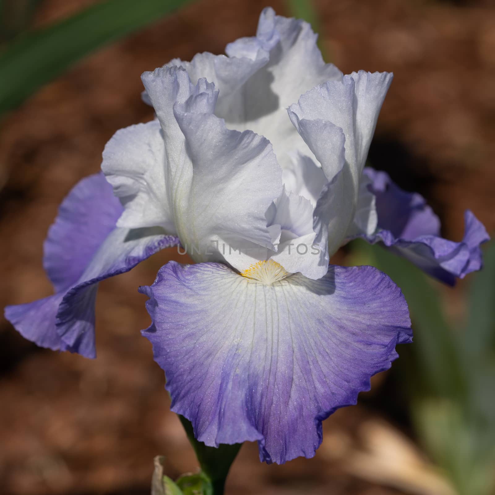 German iris (Iris barbata), close up of the flower head