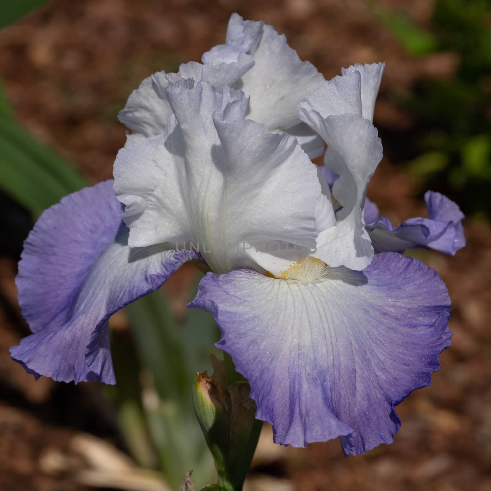 German iris, Iris barbata by alfotokunst