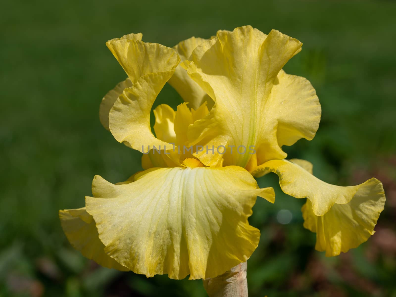 German iris (Iris barbata), close up of the flower head