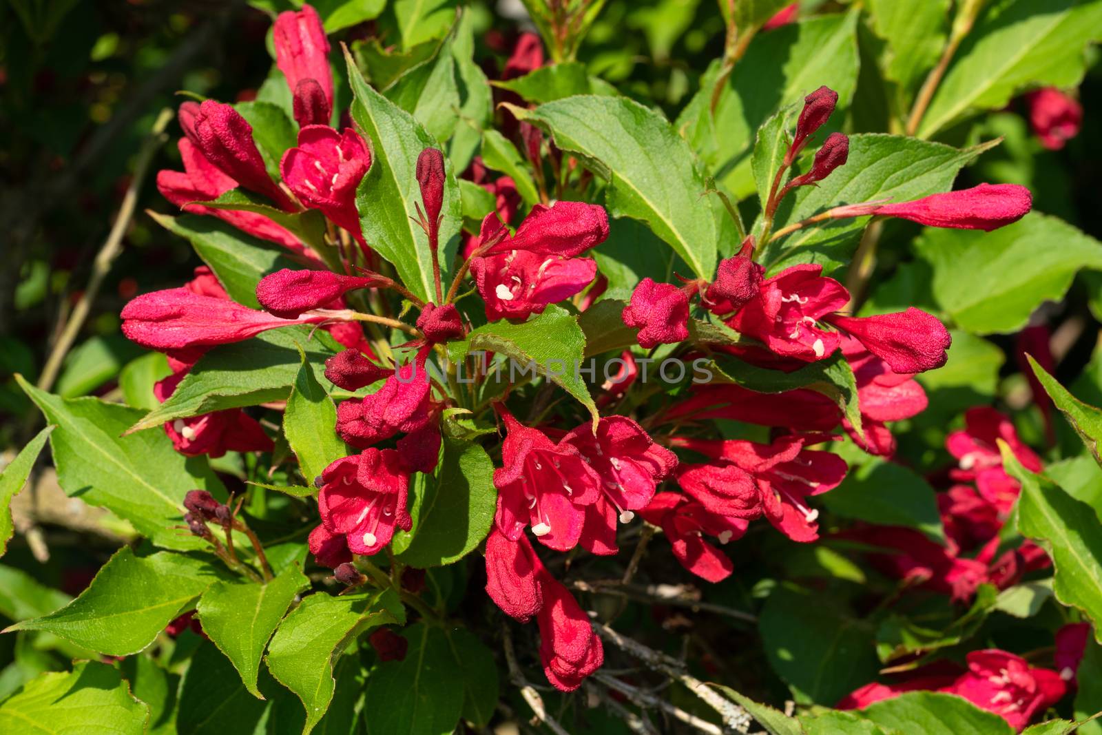 Weigela (Weigela florida), close up of the flower head