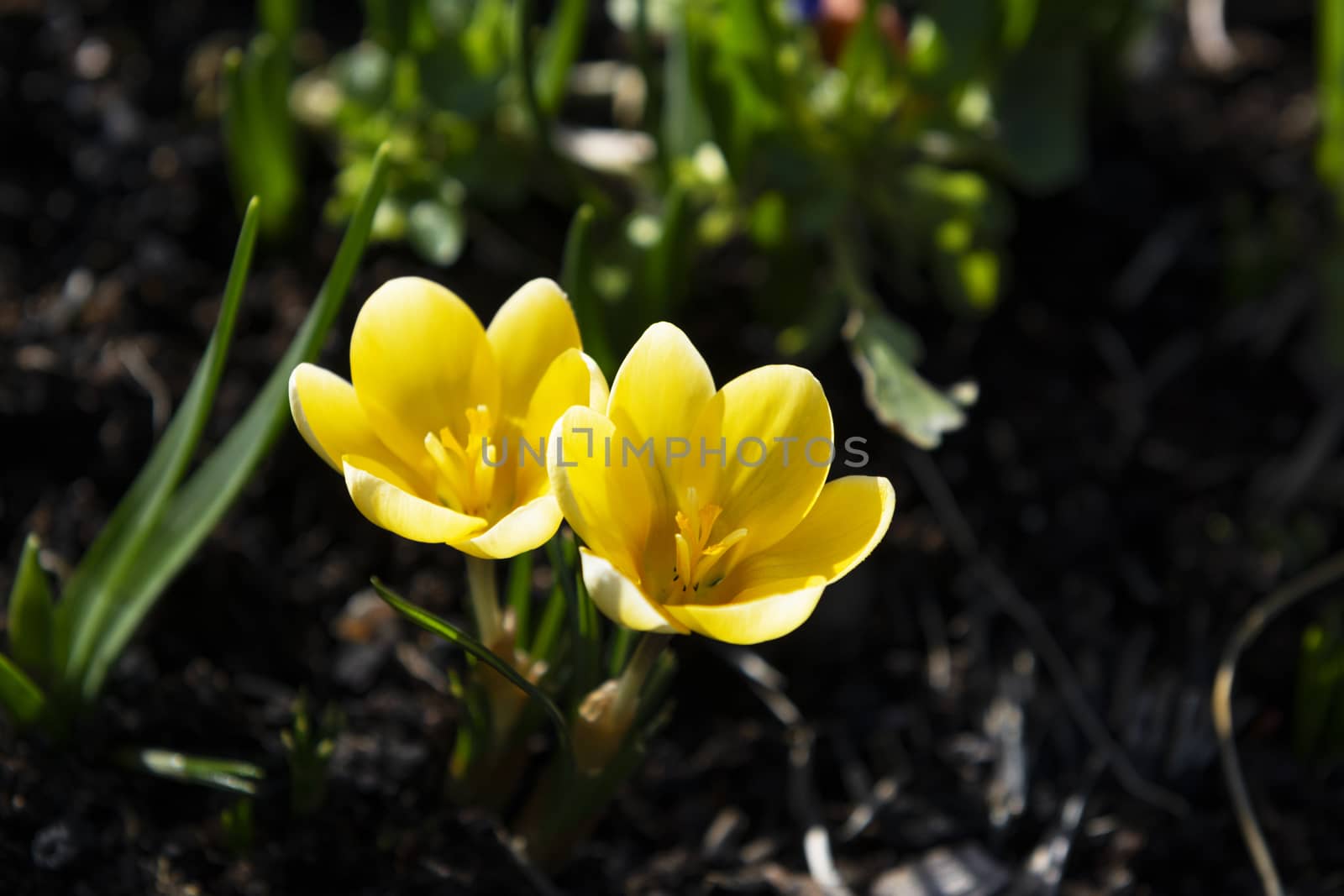 Two small yellow crocuses caught in sunlight in a shaded flower bed