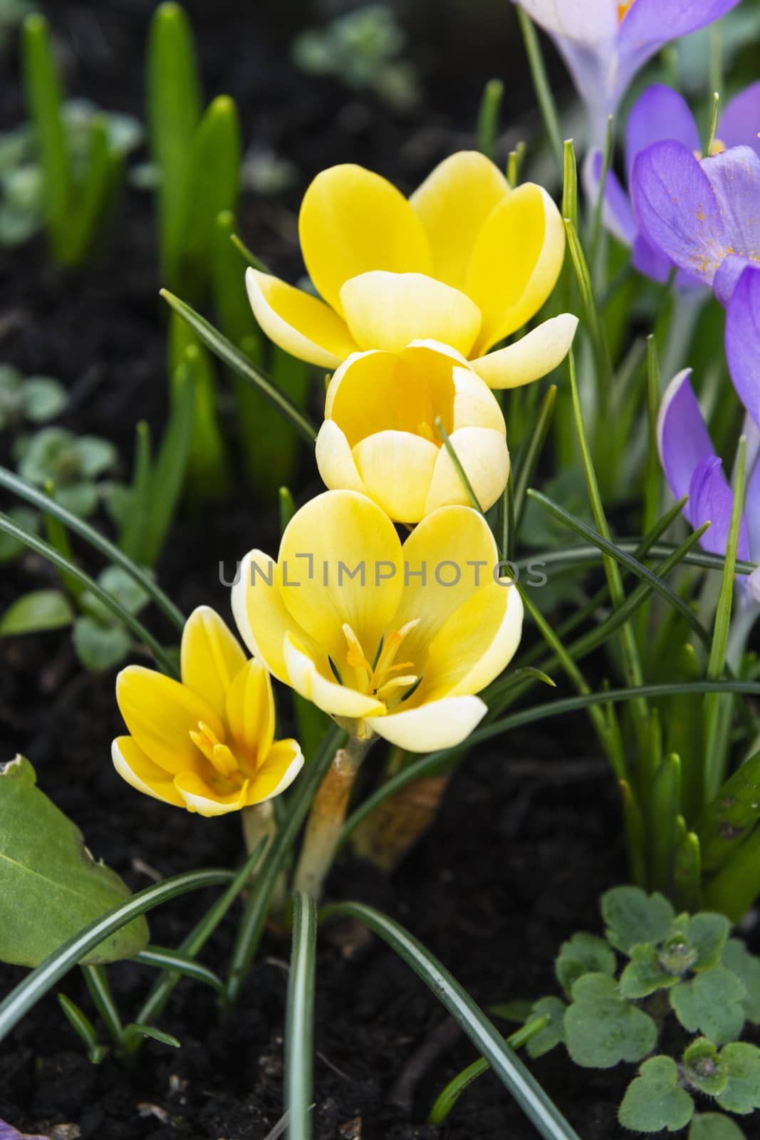 Delicate yellow crocuses blooming in a flower bed in early spring