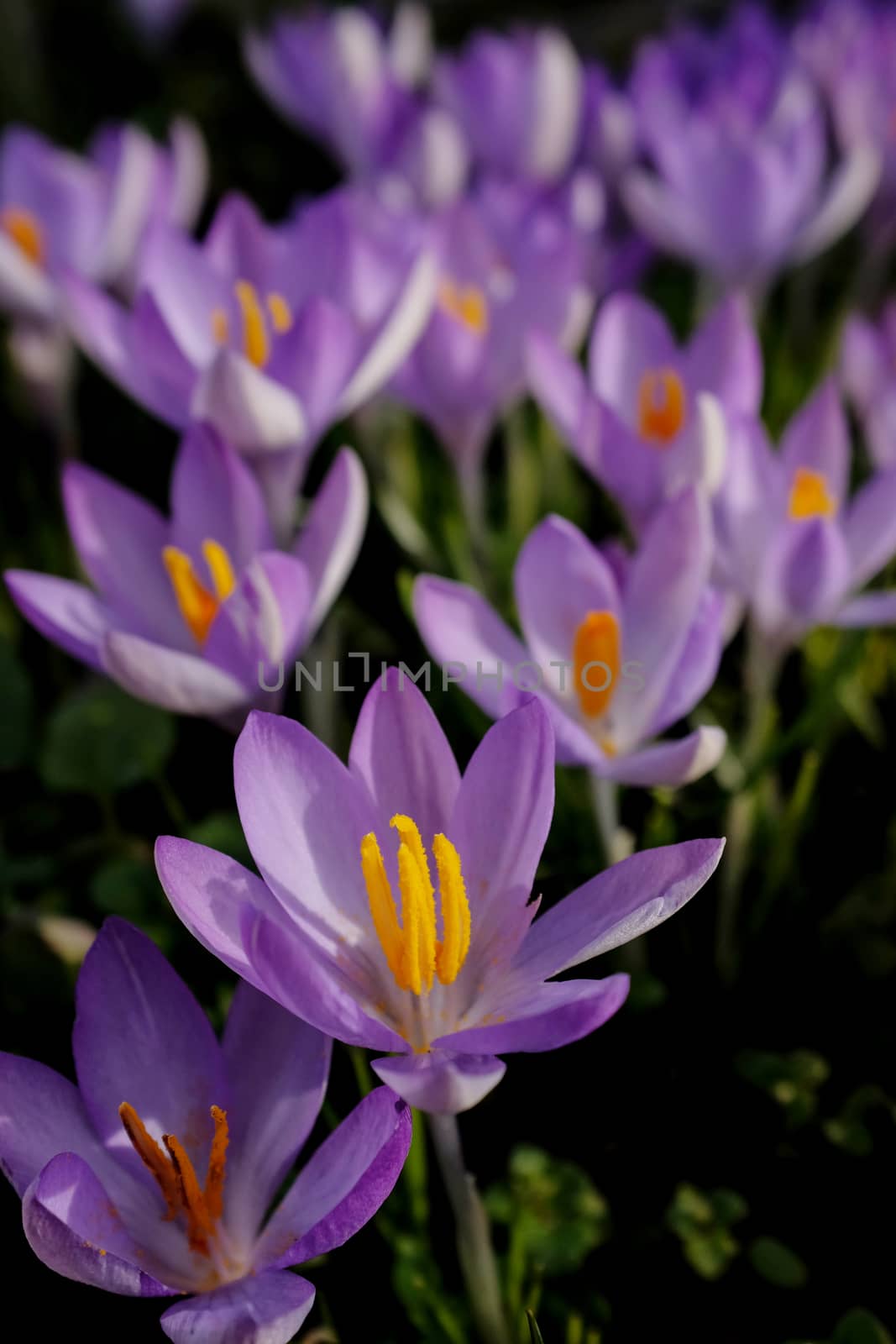 Crocus flower with purple petals and deep yellow stamen in selective focus among numerous other crocuses