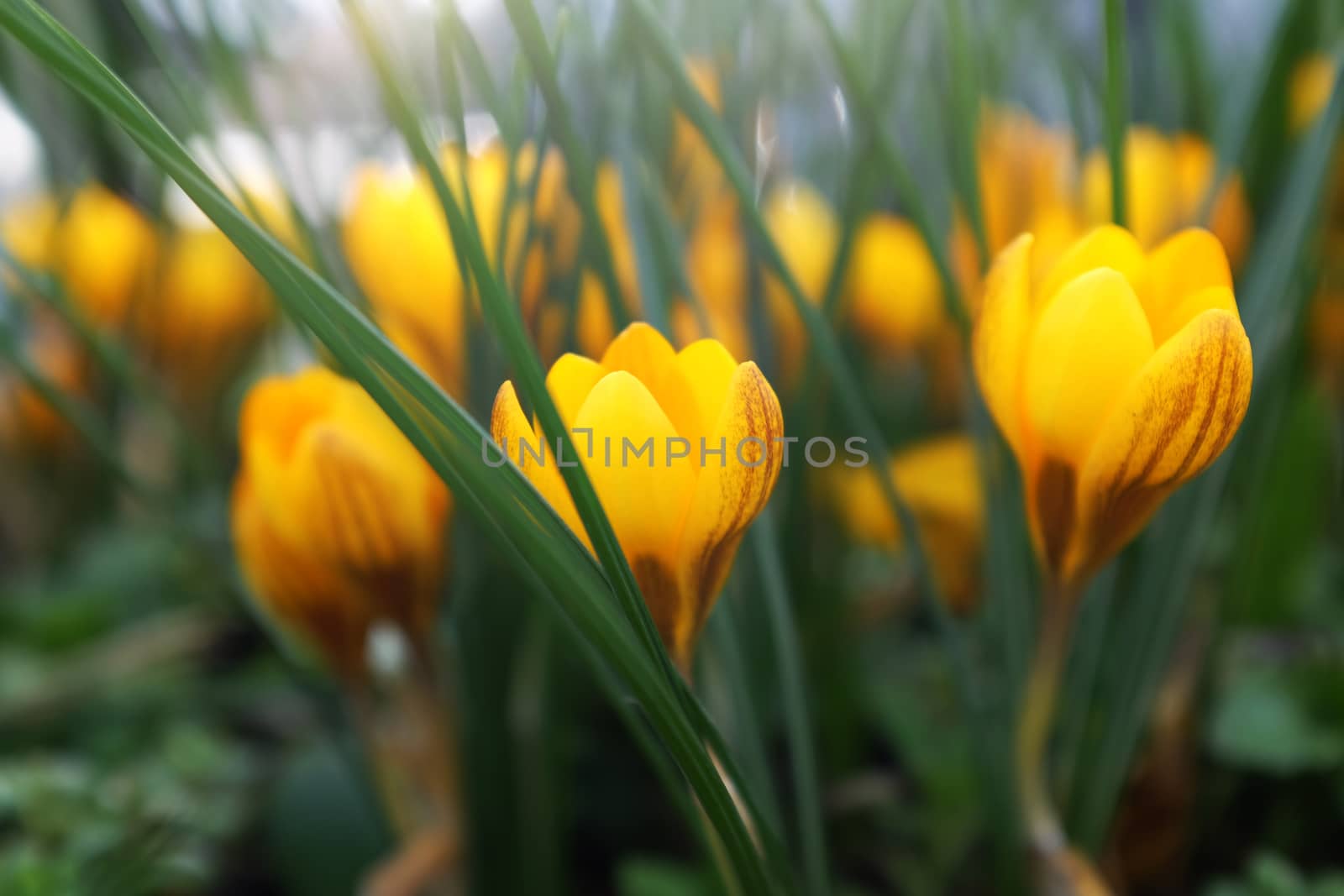Low profile of yellow crocus flower in shallow focus among foliage and other flowers