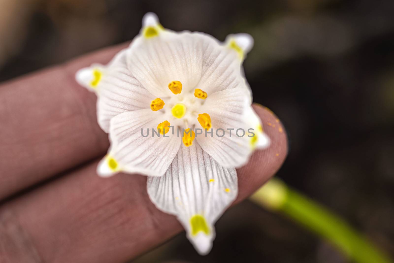 Snowdrop spring flowers.Delicate Snowdrop flower is one of the spring symbols .The first early snowdrop flower.White snowdrop Galanthis in early spring gardens. by nkooume