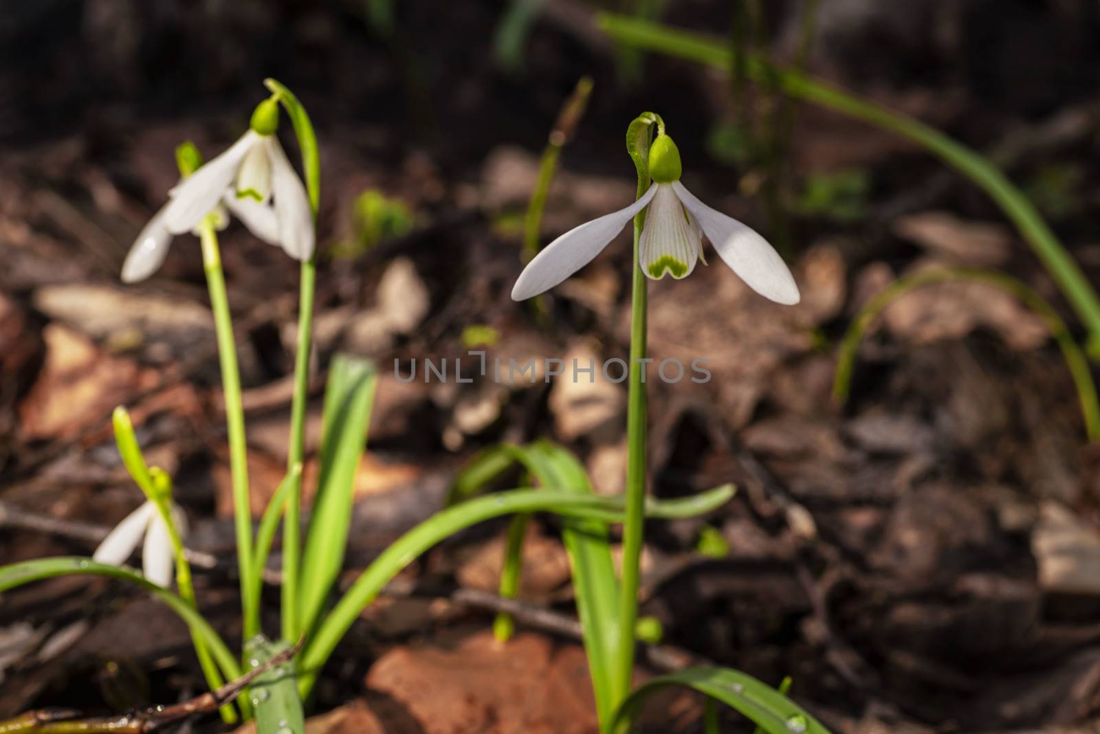 Snowdrop spring flowers. Galanthis in early spring gardens. Delicate Snowdrop flower is one of the spring symbols .The first early snowdrop flower.White snowdrop .