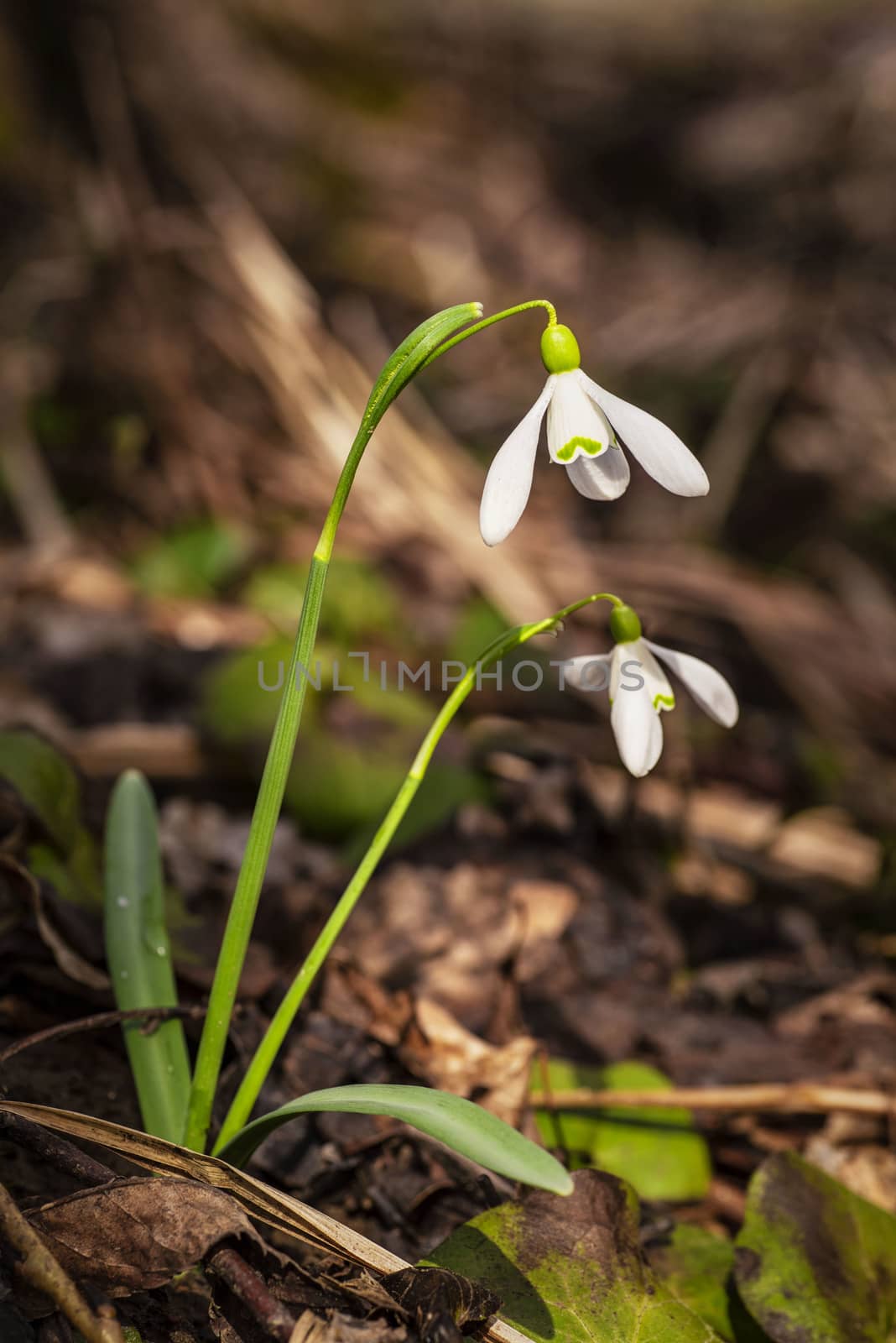 Snowdrop spring flowers.Delicate Snowdrop flower is one of the spring symbols .The first early snowdrop flower.White snowdrop Galanthis in early spring gardens. by nkooume