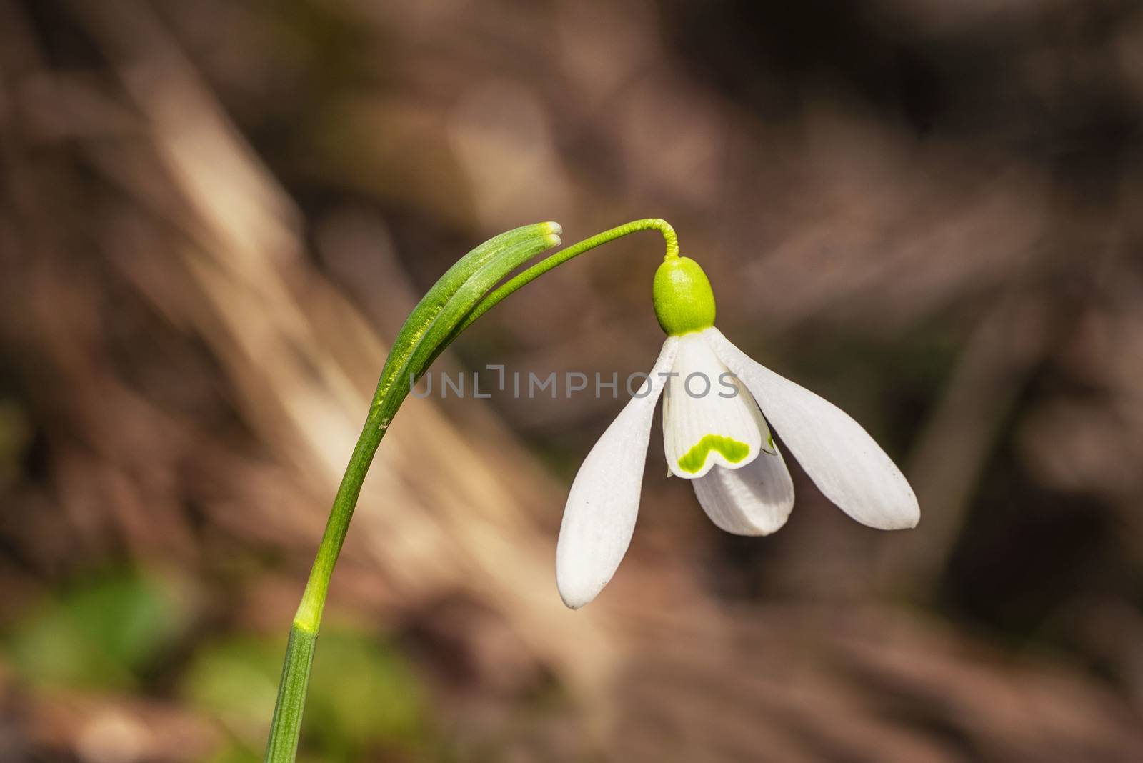 Snowdrop spring flowers. Galanthis in early spring gardens. Delicate Snowdrop flower is one of the spring symbols .The first early snowdrop flower.White snowdrop .