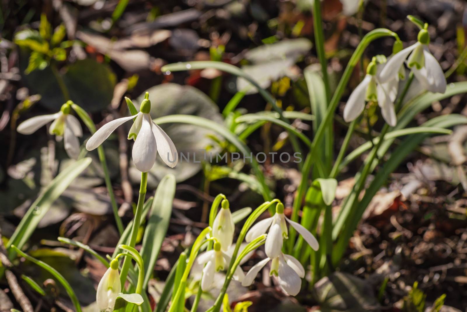 Snowdrop spring flowers.Delicate Snowdrop flower is one of the spring symbols .The first early snowdrop flower.White snowdrop Galanthis in early spring gardens. by nkooume