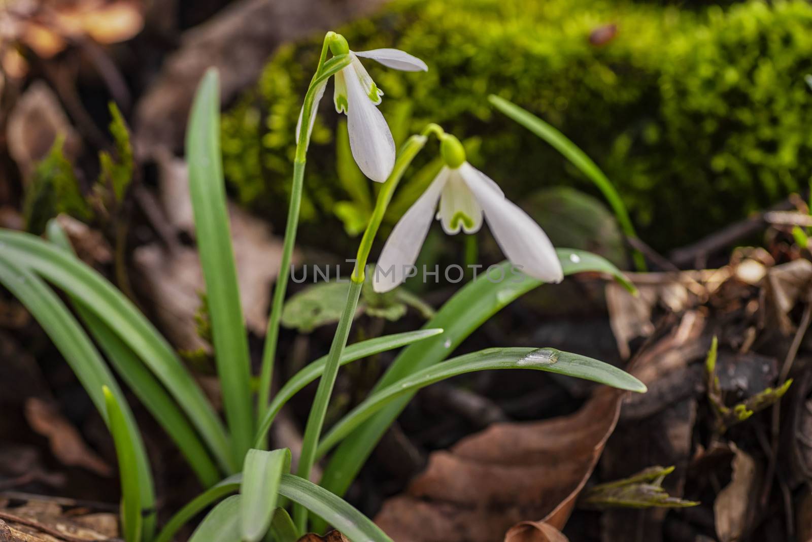 Snowdrop spring flowers. Galanthis in early spring gardens. Delicate Snowdrop flower is one of the spring symbols .The first early snowdrop flower.White snowdrop .