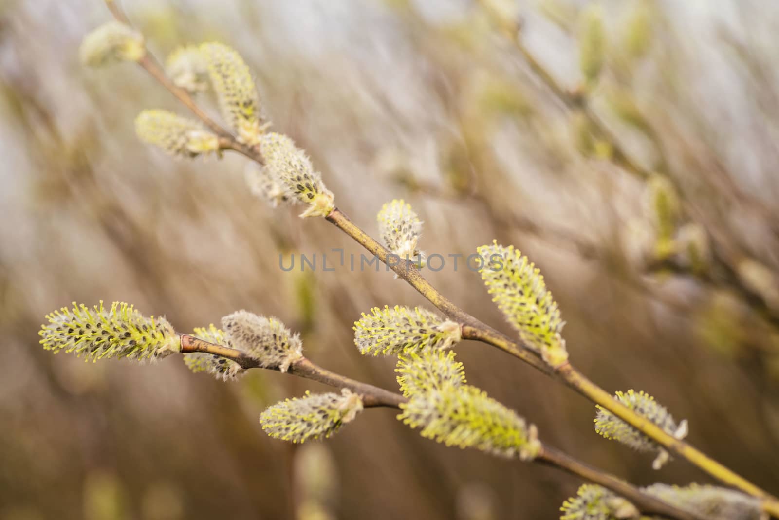 Spring background with pussy-willow branches with catkins. Spring branch of willow with buds.