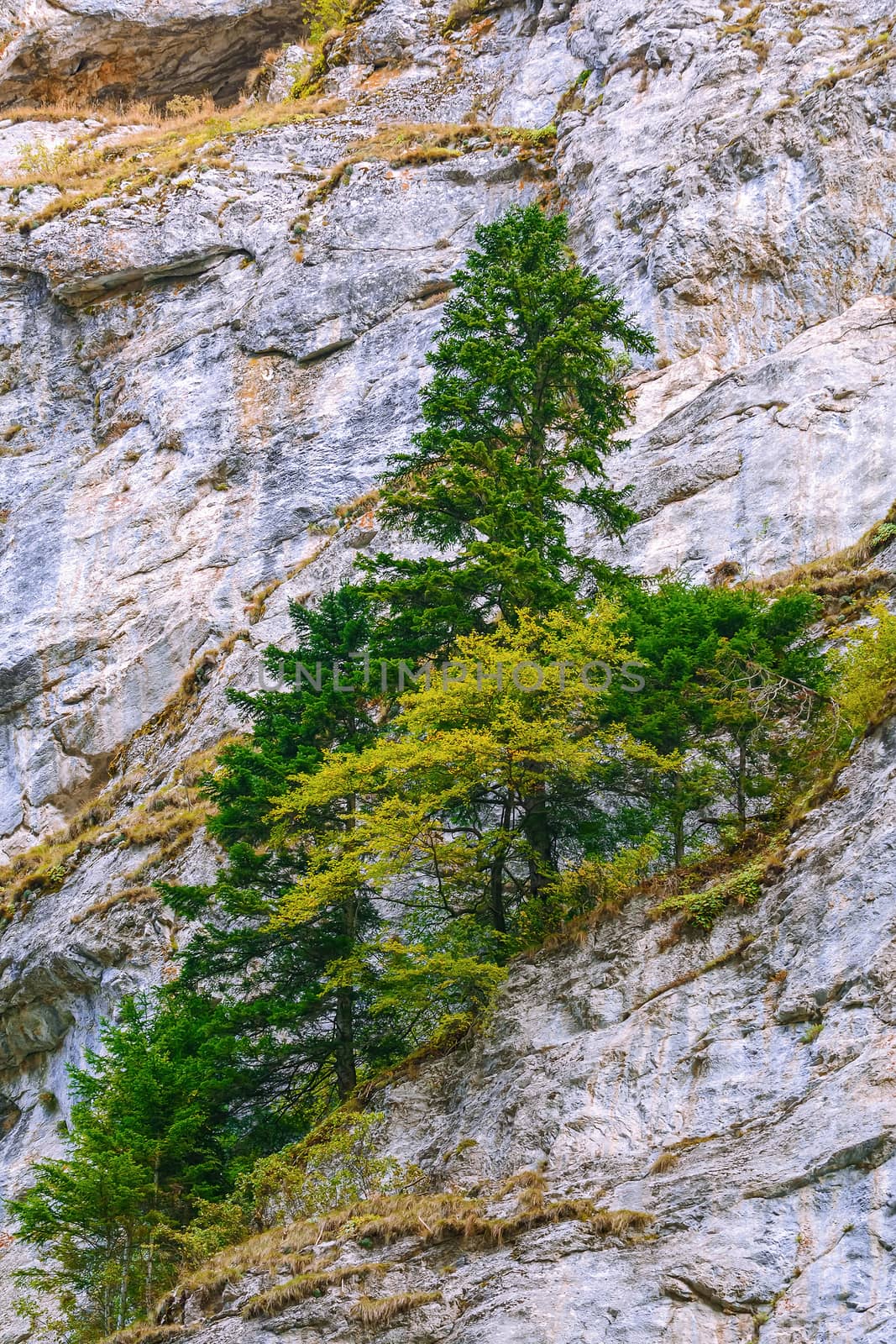 Pine tree in Rhodope Mountains, Trigrad Gorge, Bulgaria