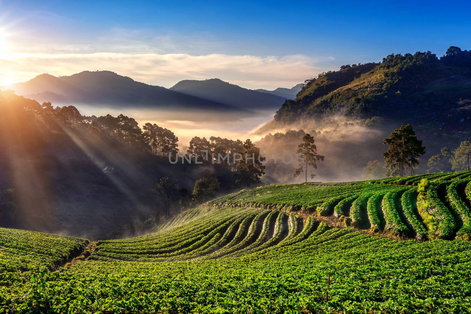 Beautiful strawberry garden and sunrise on Doi Ang Khang , Chiang Mai, Thailand. by gutarphotoghaphy