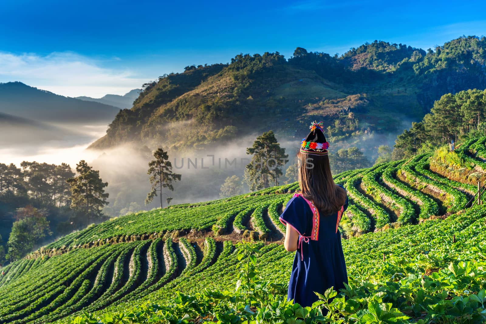 Woman wearing hill tribe dress in strawberry garden on Doi Ang Khang , Chiang Mai, Thailand. by gutarphotoghaphy