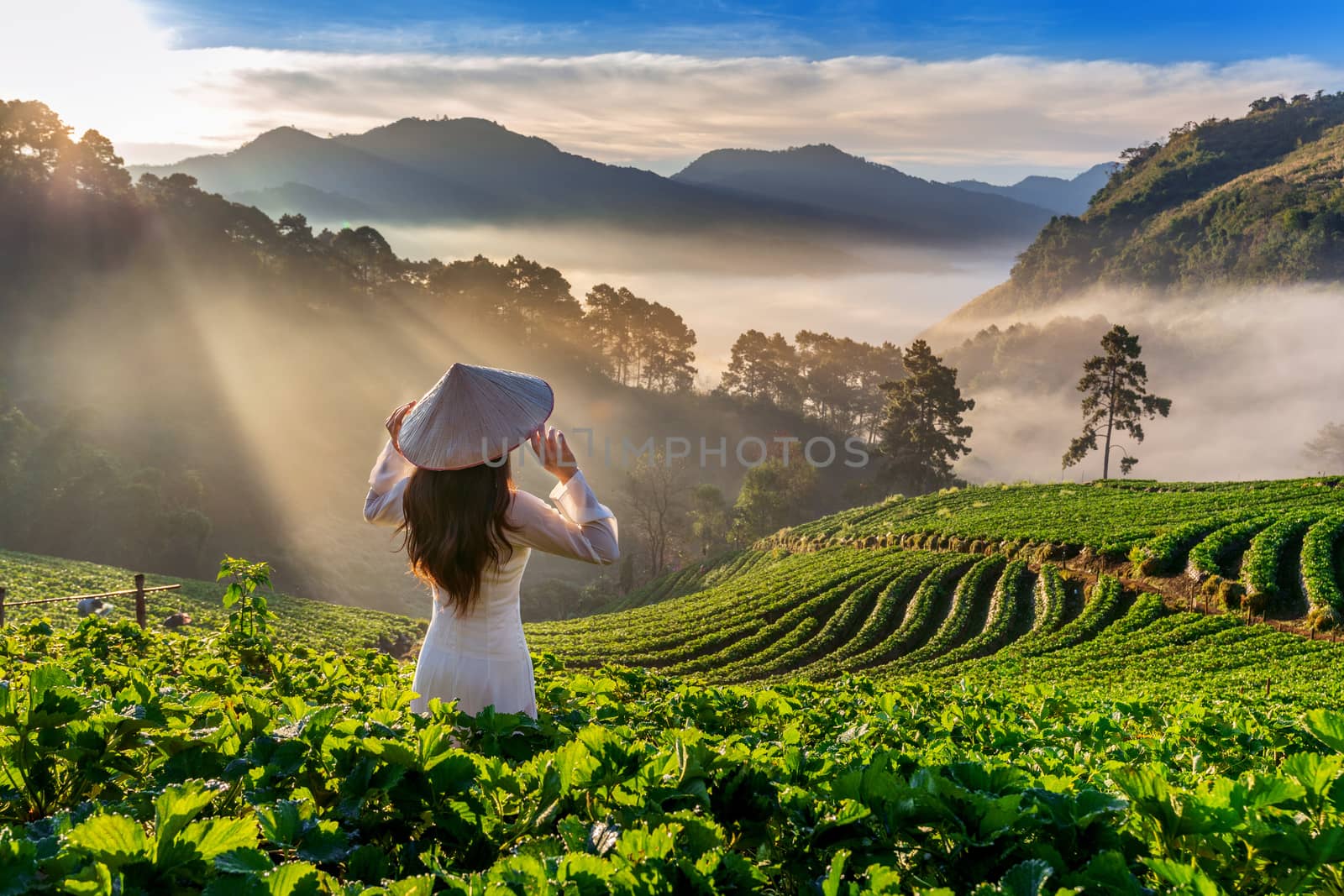 Asian woman wearing Vietnam culture traditional in strawberry garden on Doi Ang Khang , Chiang Mai, Thailand. by gutarphotoghaphy