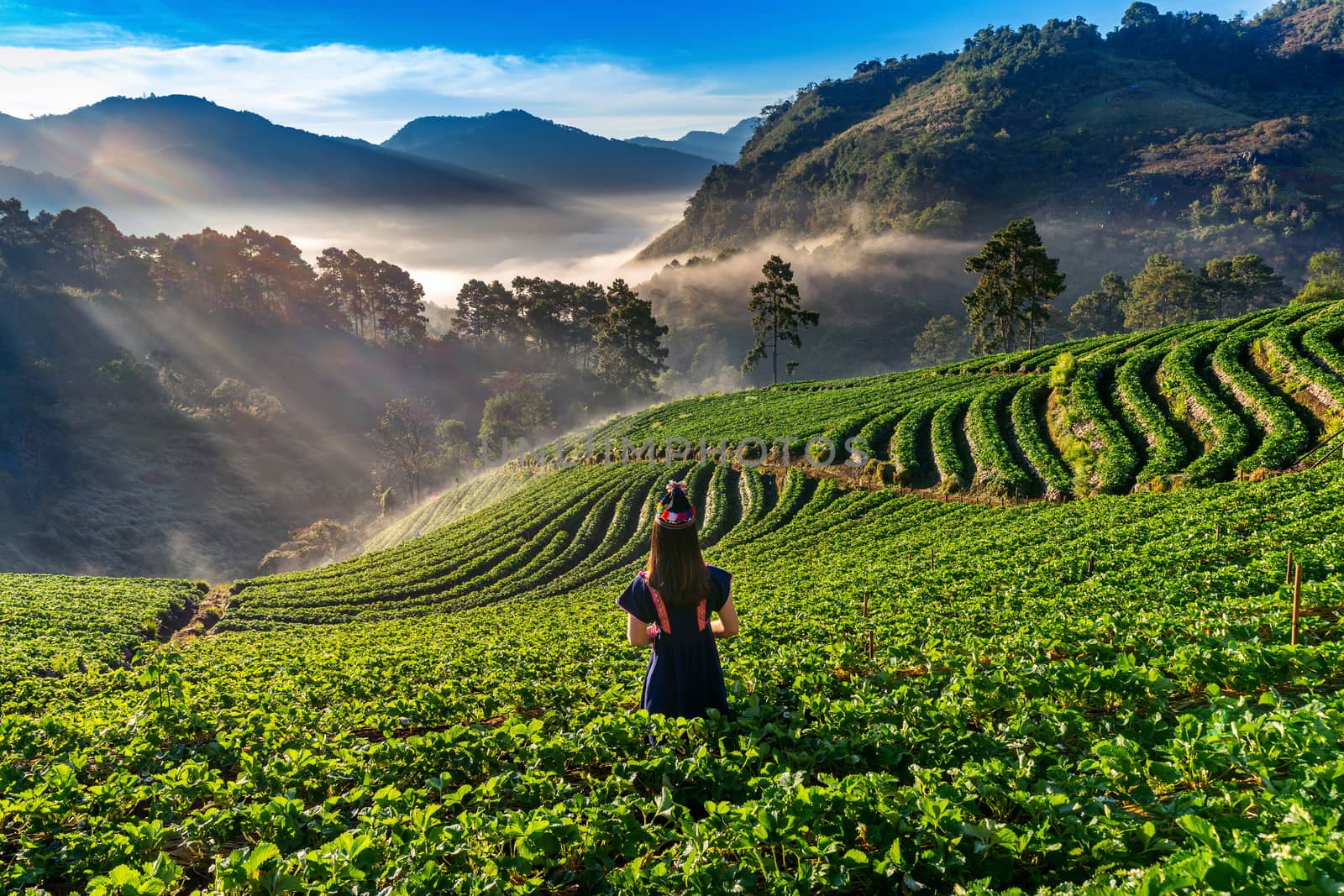 Woman wearing hill tribe dress in strawberry garden on Doi Ang Khang , Chiang Mai, Thailand. by gutarphotoghaphy