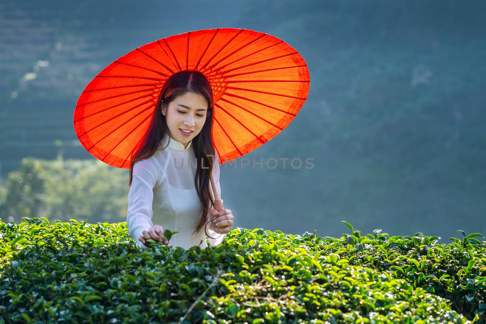 Asian woman wearing Vietnam culture traditional in green tea field. by gutarphotoghaphy