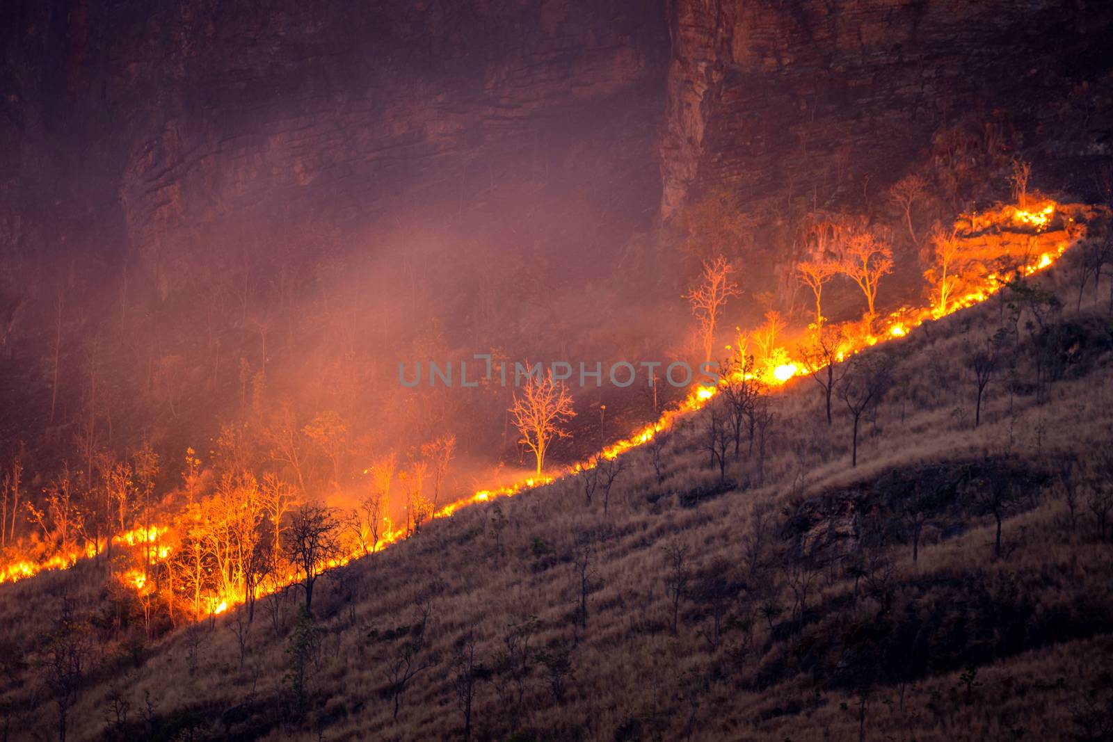 Forest fire on mountains. by gutarphotoghaphy