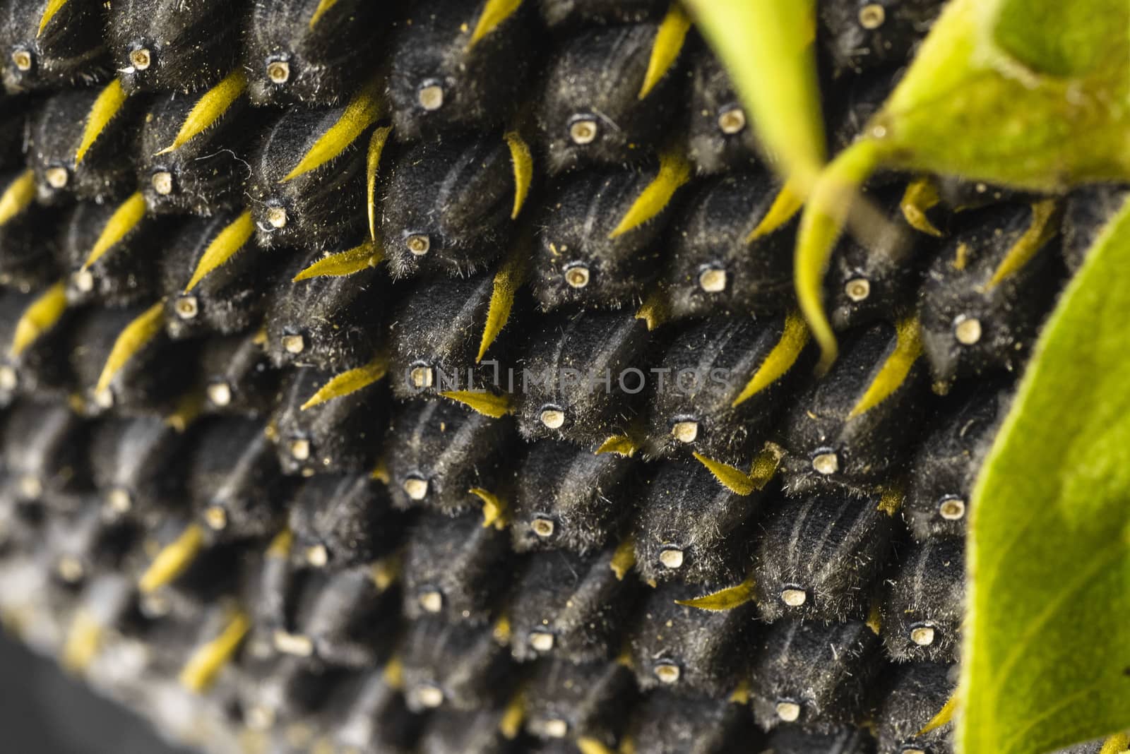 Sunflower seeds close up. Macro. Whole background.Sunflower close up