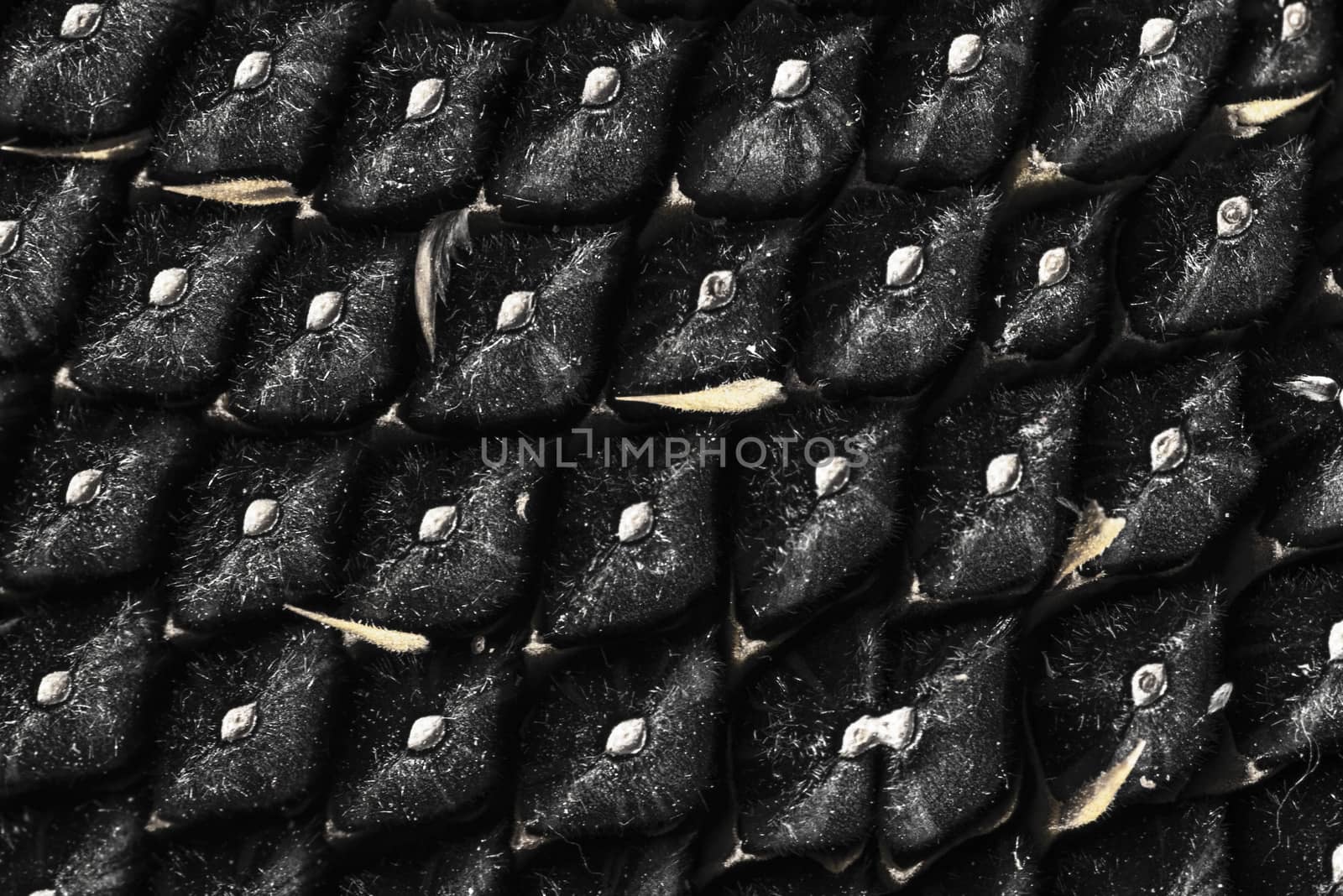 Sunflower seeds close up. Macro. Whole background.Sunflower close up