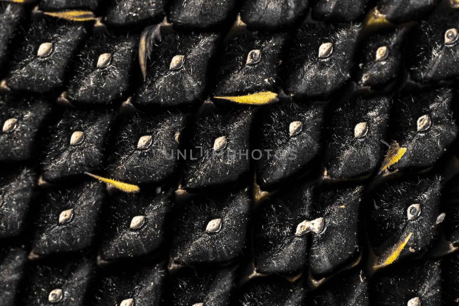 Sunflower seeds close up. Macro. Whole background.Sunflower close up