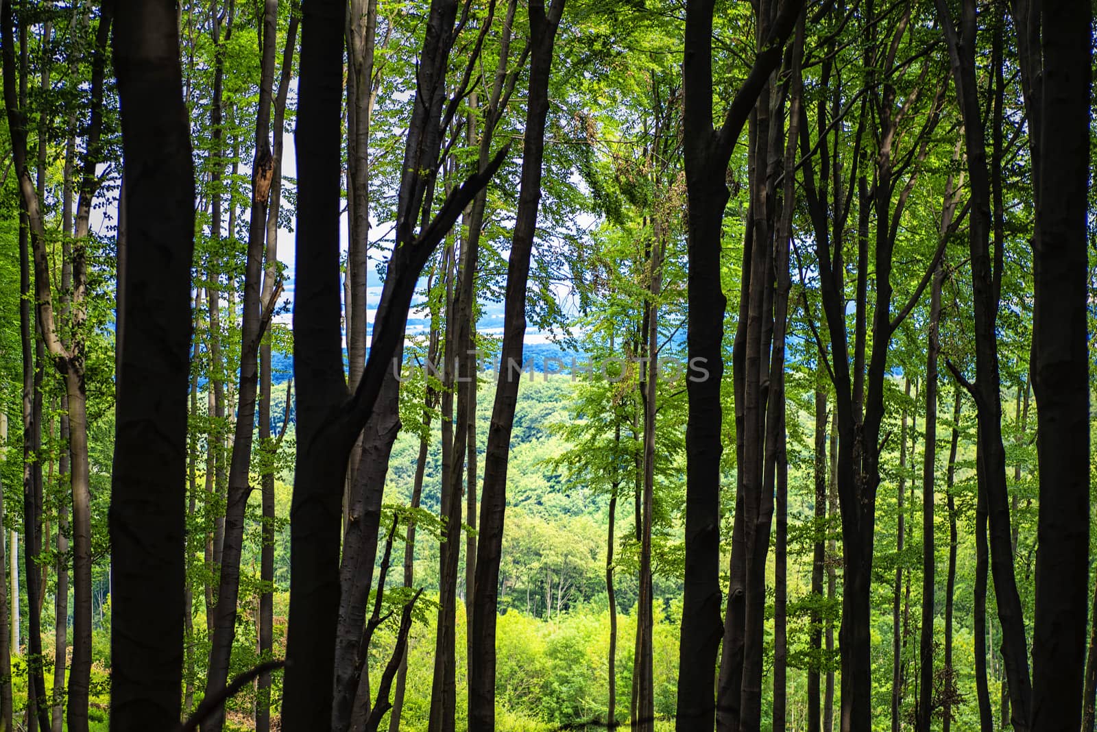 Summer warm sunny day in the forest.Bright green forest natural walkway in sunny day light.Sun through vivid green forest. Spring warm day in the forest. Green summer forest landscape in warm light