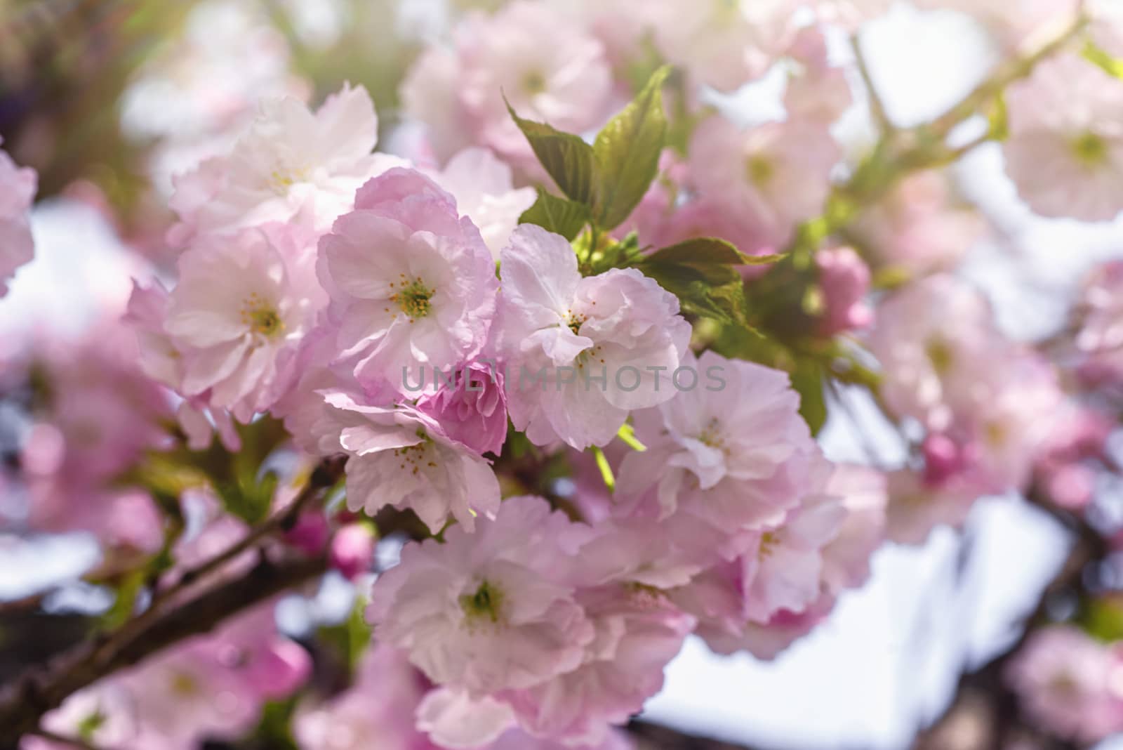 Spring blossom.Pink sakura flowers. Sakura flowers close up.