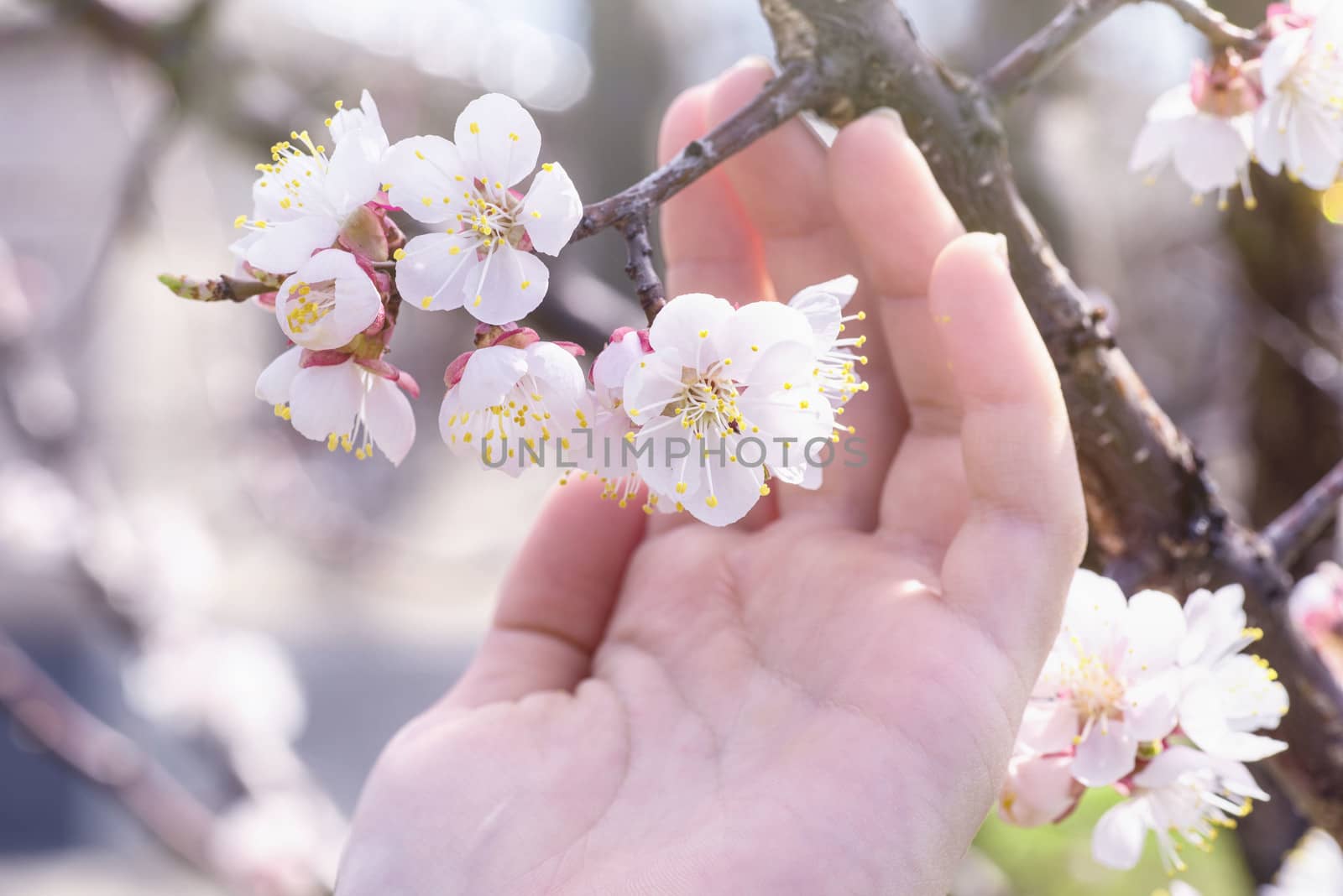 Spring day. A branch of cherry blossoms in hand. Flowering apricot on a sunny day, hand holding cherry blossoms in spring.