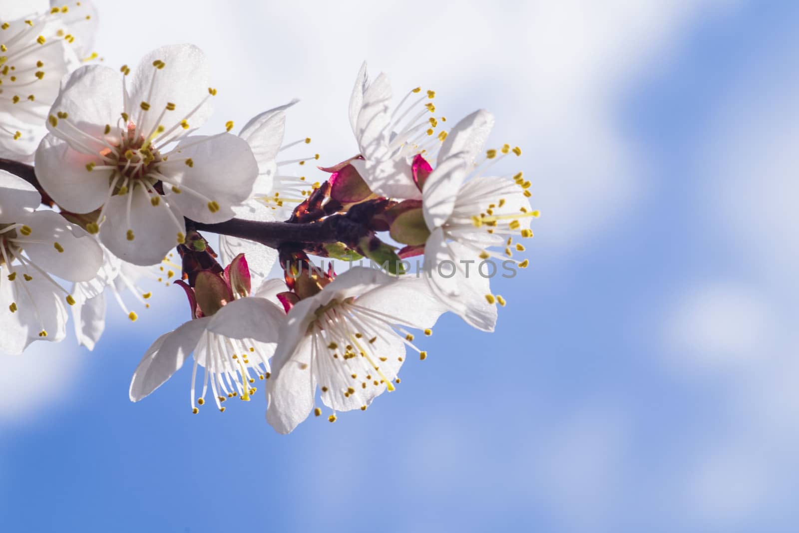 Spring day. A branch of cherry blossoms. Flowering apricot on a sunny day, cherry blossoms in spring.Close up flowers.Sakura against the blue sky.