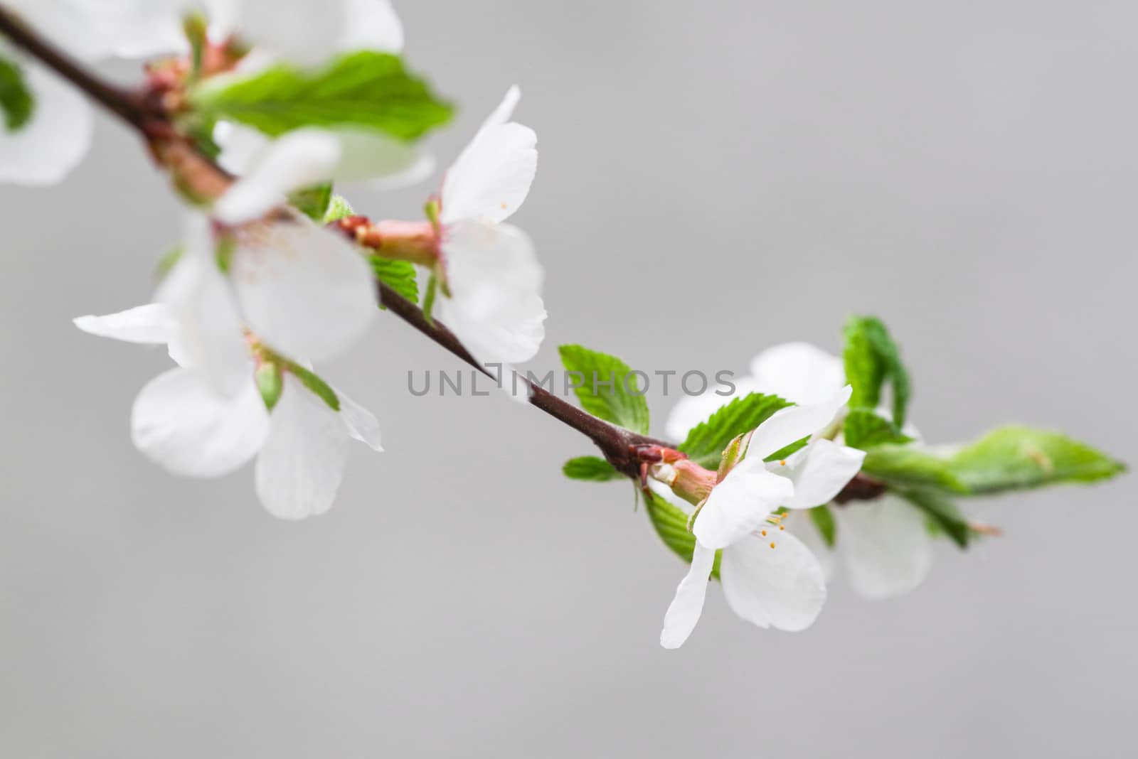 Spring day. A branch of cherry blossoms. Flowering apricot on a sunny day, cherry blossoms in spring.Close up flowers.Sakura against the blue sky.