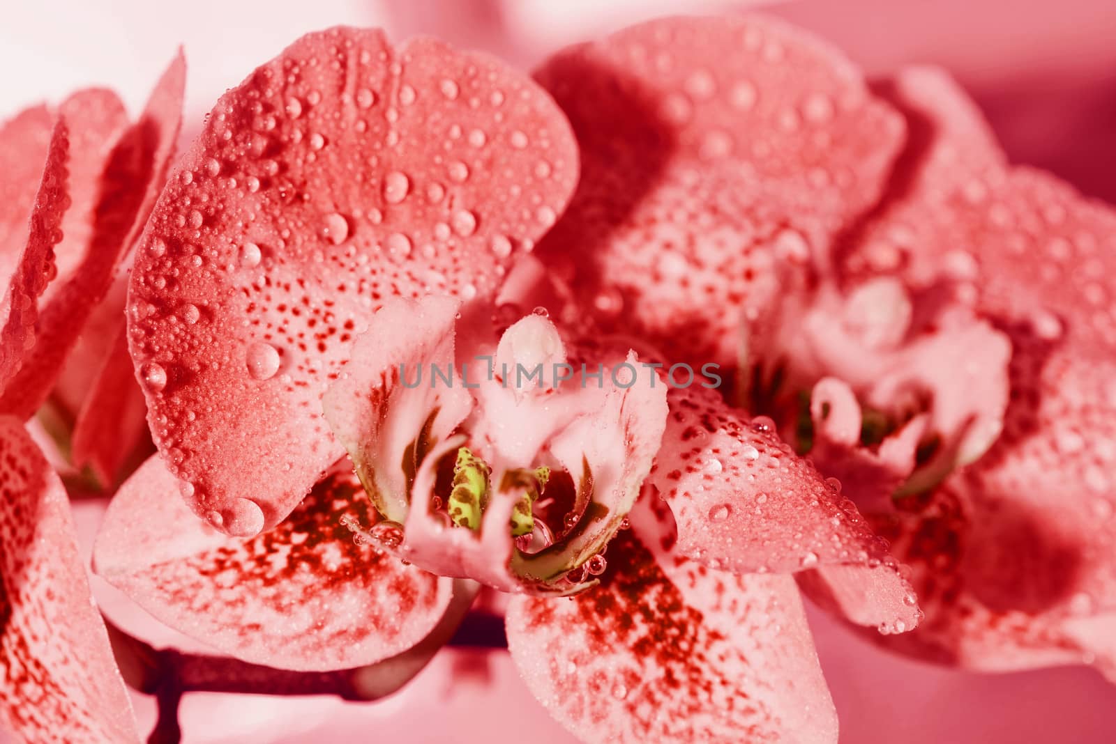 Beautiful orchid flower , background .Orchids close up.Colorful macro image of an orchid, the tropical flower by nkooume