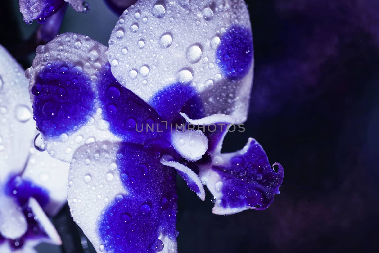 Beautiful orchid flower , background .Orchids close up.Colorful macro image of an orchid, the tropical flower by nkooume