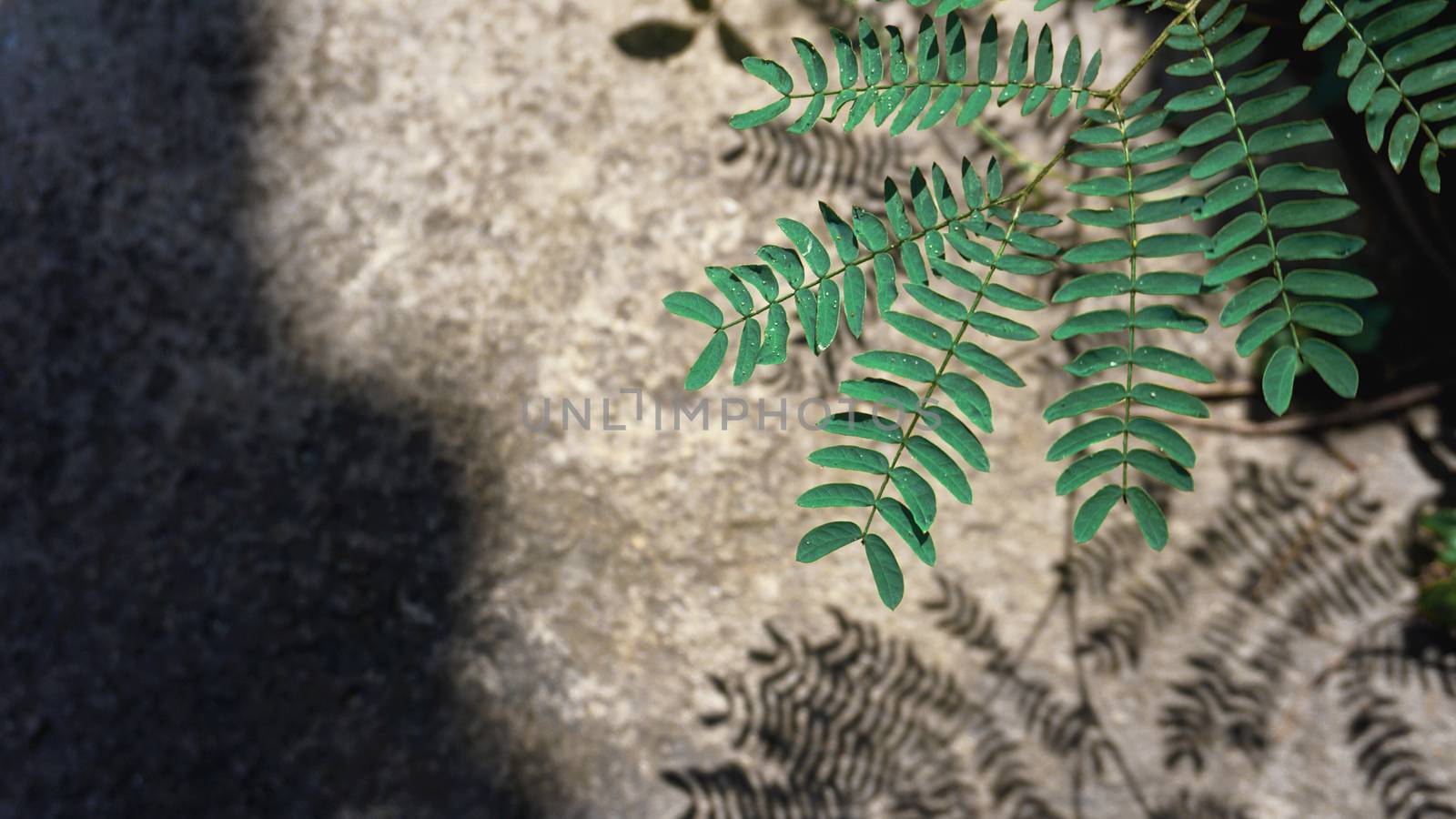 Natural green leaf or leave with shadow near big rock. Copy space background