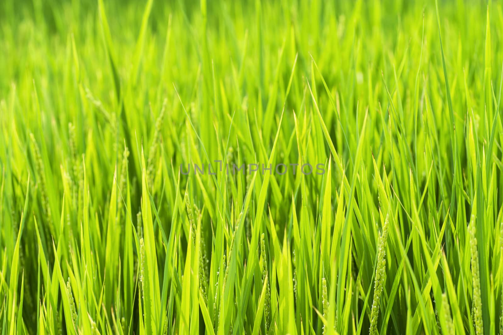 Green rice fields.Rice field. Japan.Nagoya.Rice green stalks.
