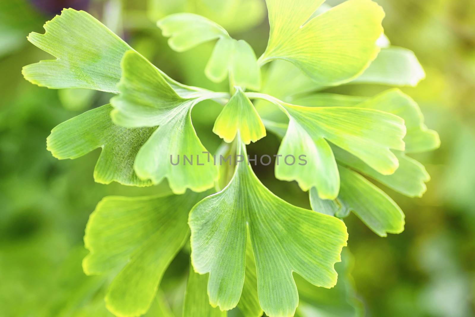 Green leaves in golden sunshine. Natural blurred background. Gingko biloba leaves in nature with sunshine