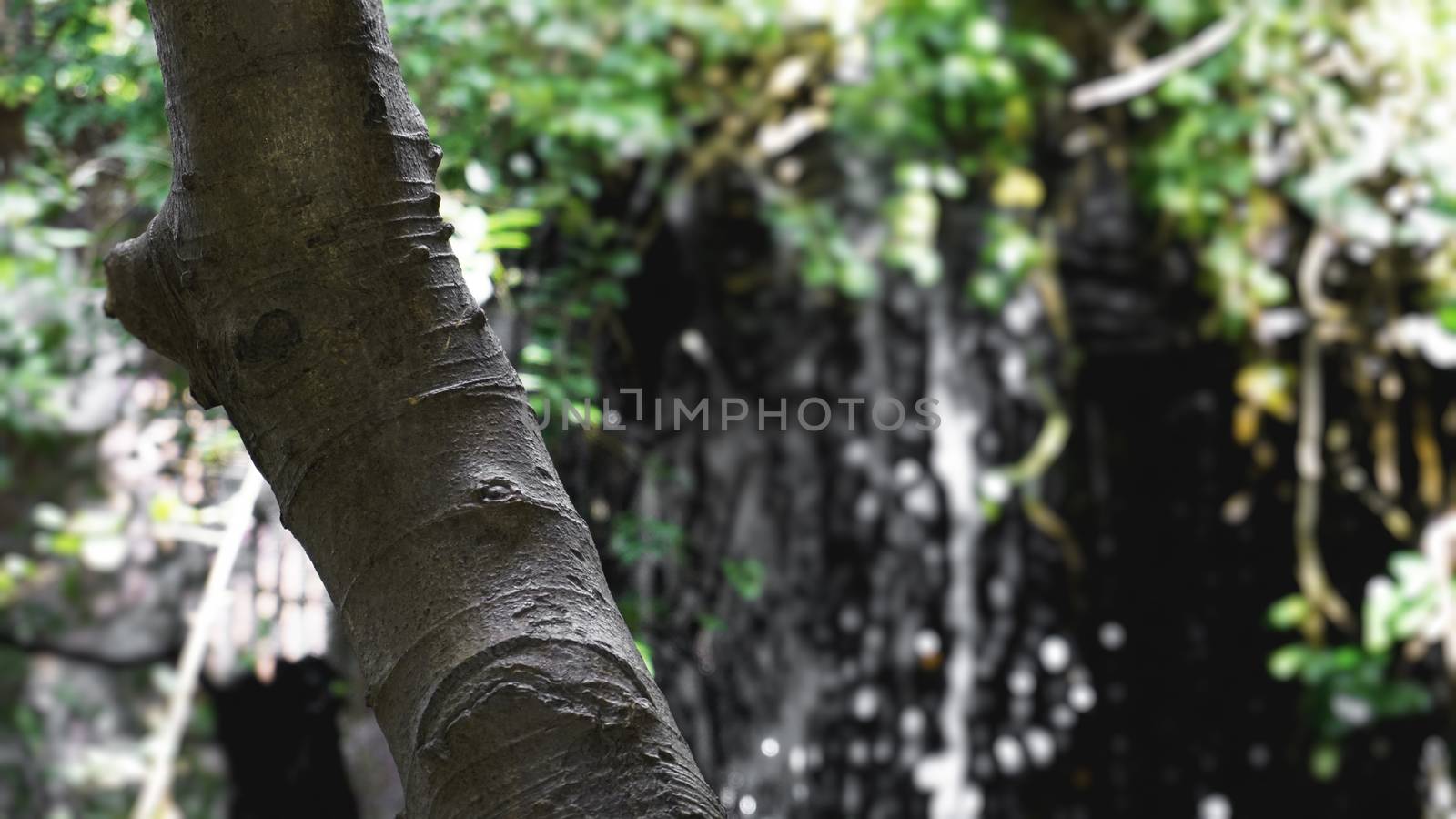 Rain in the tropical forest in jungle with waterfall - copyspace background