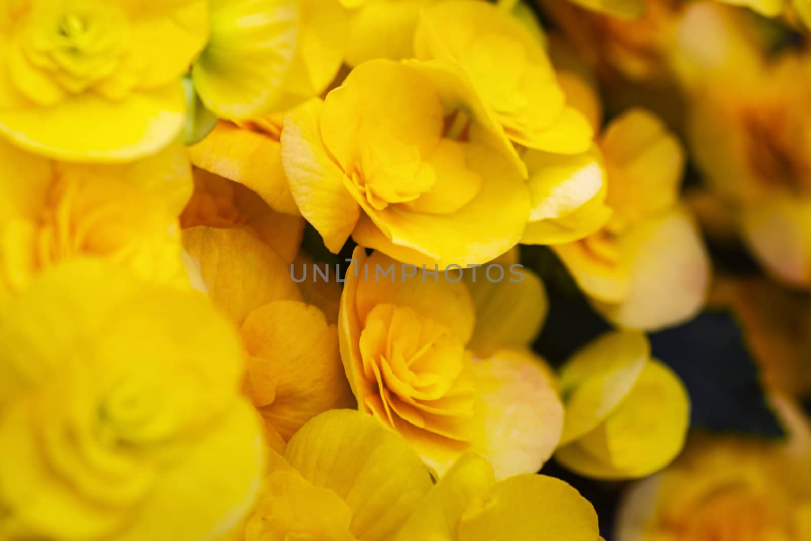 Yellow flowers begonias. Beautiful yellow Begonia Big Flower Scientific .Begonia blooming in the garden.Soft focus.Selective focus by nkooume